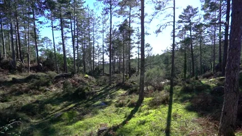 Nature clearing glade with sunlit trees in Portuguese National Park Stock Footage 264099343