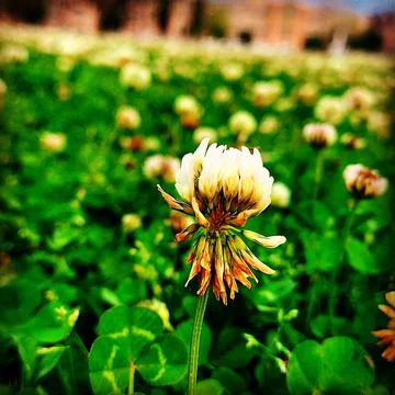 Nature clicks 库存照片