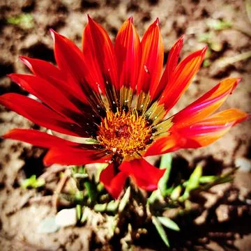 Nature clicks 库存照片