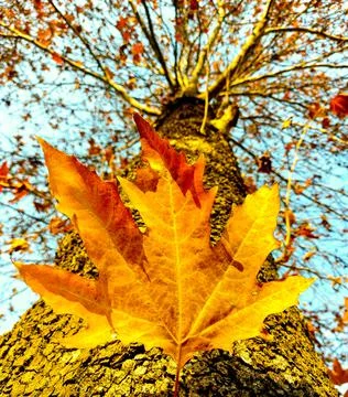 Nature clicks 库存照片