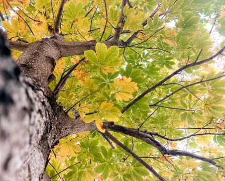 Nature clicks 库存照片