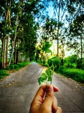 Nature clicks 库存照片