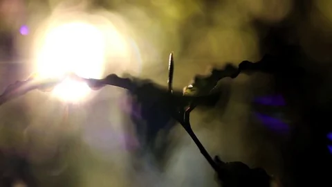 Nature Close Up - Abstract - Leaf and Sun Flare - Warm, Soft Feeling Vídeos de archivo 83255319
