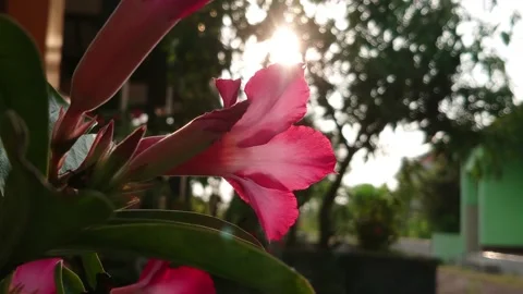 Nature Close up Background : Sun Shining Through Flowers in Summer Video stock 208898064