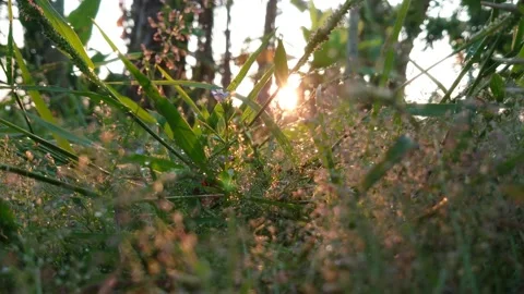 Nature Close up Background. Sun Shining The grass at Morning Video stock 208935702