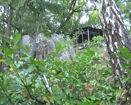 Nature close up Stock Footage 1078779