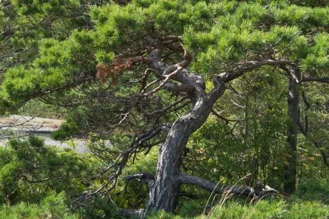 Nature close up in forest Foto stock