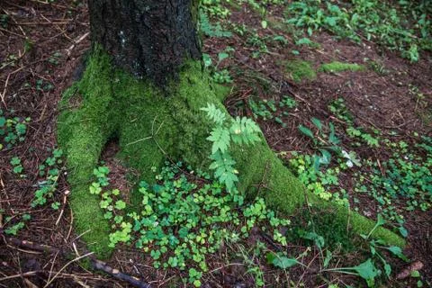 Nature close up in forest Stock Photos