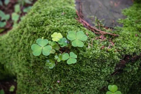 Nature close up in forest Stock Photos