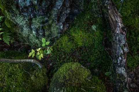 Nature close up in forest Stock Photos