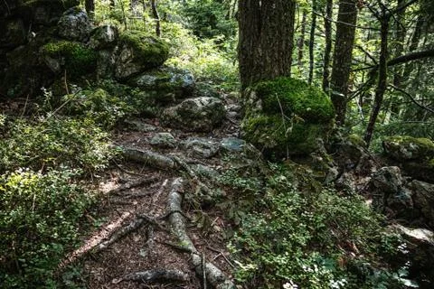 Nature close up in forest Stock Photos