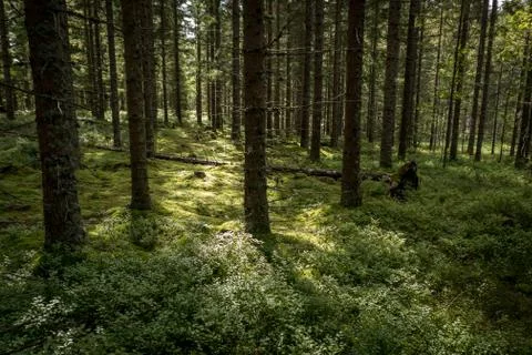 Nature close up in forest Stock Photos