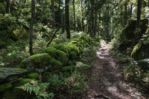 Nature close up in forest Stock Photos