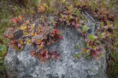 Nature close up in forest Stock Photos