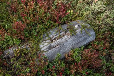 Nature close up in forest Stock Photos