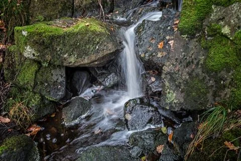 Nature close up in forest Stock Photos