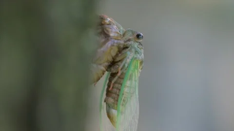 Nature close up insects on trees. Cicada bug after molting and transforming into Stock Footage 113894337