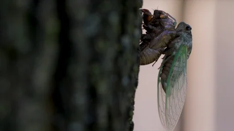 Nature close up insects on trees newly molted cicada stretching its wings for th Stock Footage 113920732