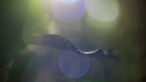 Nature Close Up - Leaf and Blue Lens Flare - Warm, Soft Feeling Vídeos de archivo 83255085