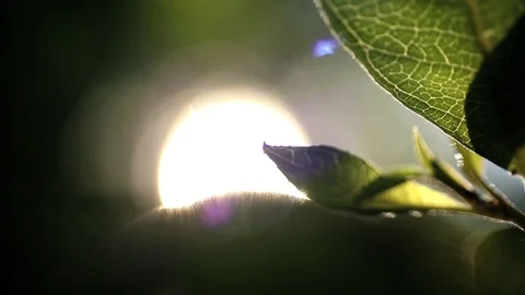Nature Close Up - Leaf and Sun Flare - Warm, Soft Feeling Vídeos de archivo 83255064
