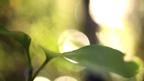 Nature Close Up - Leaf Moving in the Wind - Warm, Soft Feeling Stock Footage 83255165