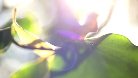 Nature Close Up - Leaf with Sun and Lens Flare - Warm, Summer, Soft Feeling Stock Footage 83255389