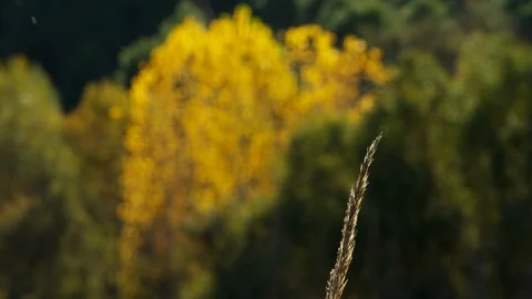 Nature, Close-Up, Lockdown, Wide Shot, Rack Focus, 10 Seconds Or Greater, Stock Footage 94052496