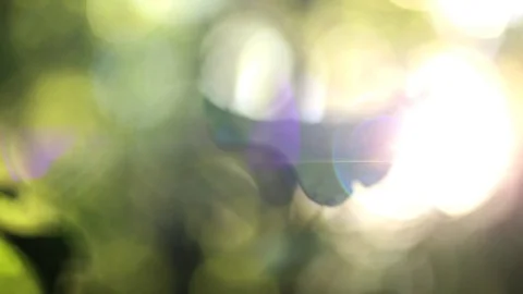 Nature Close Up - Morning - Leaf and Sun Flare - Warm, Soft Feeling Vídeos de archivo 83255068