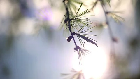 Nature Close Up - Pine Tree Branch Blowing in the Wind - Warm, Soft Feeling Stock Footage 83255454