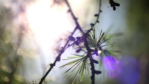 Nature Close Up - Pine Tree Branches in the Sun - Warm, Soft Feeling Stock Footage 83255391