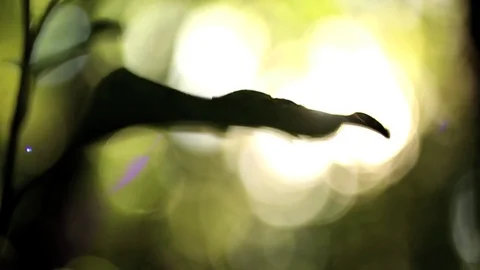 Nature Close Up - Side on of Leaf and Sun Flare - Warm, Soft Feeling Vídeos de archivo 83255163
