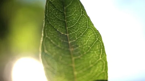 Nature Close Up - Single Leaf moving in the Wind - Warm, Soft Feeling Vídeos de archivo 83255253