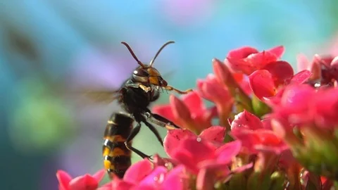 Nature close up slow motion Stock Footage 82538084