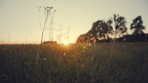 Nature, close up of a spider web with dew drops slow motion Video stock 115134234