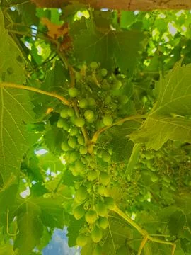 Nature with a close-up view from below of a grapevine branch adorned with non Stock Photos