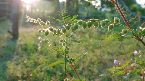 Nature Close up Views. Sun Shining Through The Plant at The Morning Video stock 208935865