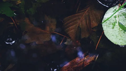 Nature closeup background 動画素材 336846442