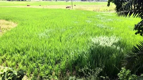 Nature from closeup when breeze plays with the paddy plants making nice waves Stock Footage 169476489