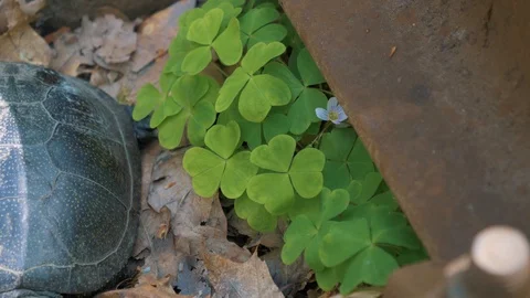 Nature clover and turtle Stock Footage 107414680