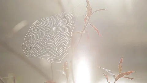 Nature. cobweb on branches of trees on the river bank Stock Footage 71944782