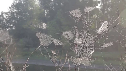 Nature. cobweb on branches of trees on the river bank Stock Footage 71945124