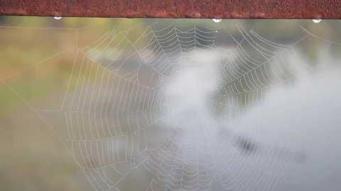Nature. cobweb on branches of trees on the river bank Video stock 71945253