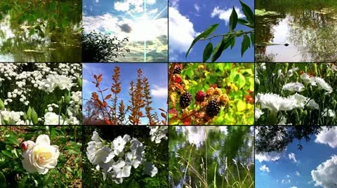 Nature collage Stock Footage 10896795