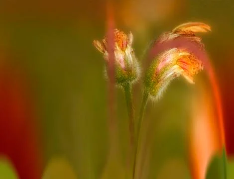 Nature colored mini  plants Stock Photos