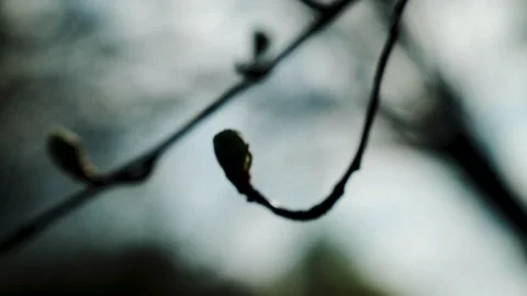 Nature comes to life in spring. Stock-Footage 119788521
