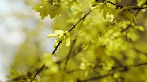 Nature comes to life in spring. Stock Footage 119789081