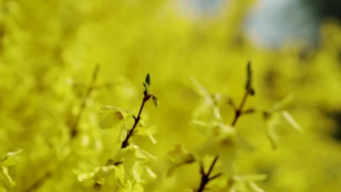Nature comes to life in spring. Stock-Footage 119791996