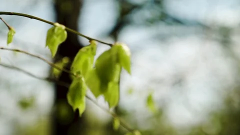 Nature comes to life in spring. Stock Footage 119882629
