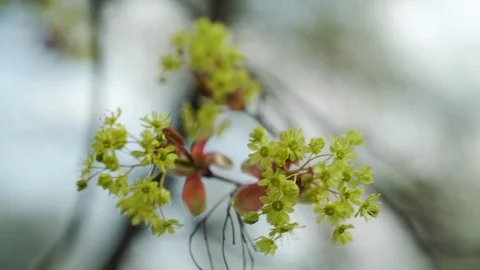 Nature comes to life in spring. Stock Footage 119885728