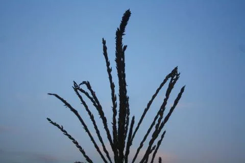 Nature composition Foto stock